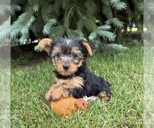 Yorkshire Terrier Puppy for sale in MIDDLEBURY, IN, USA