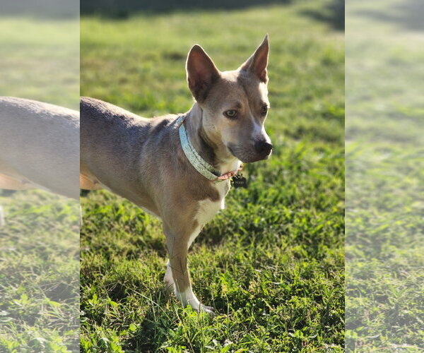 Medium Photo #1 Siberian Husky-Unknown Mix Puppy For Sale in McKinney, TX, USA