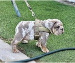Small #2 English Bulldog