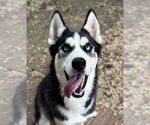 Small Siberian Husky