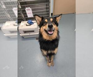 Alaskan Malamute-German Shepherd Dog Mix Dogs for adoption in London, Ontario, Canada