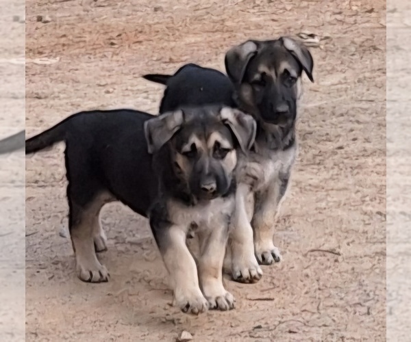 Medium Photo #1 German Shepherd Dog Puppy For Sale in SPOTSYLVANIA, VA, USA