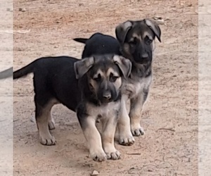 German Shepherd Dog Puppy for Sale in SPOTSYLVANIA, Virginia USA