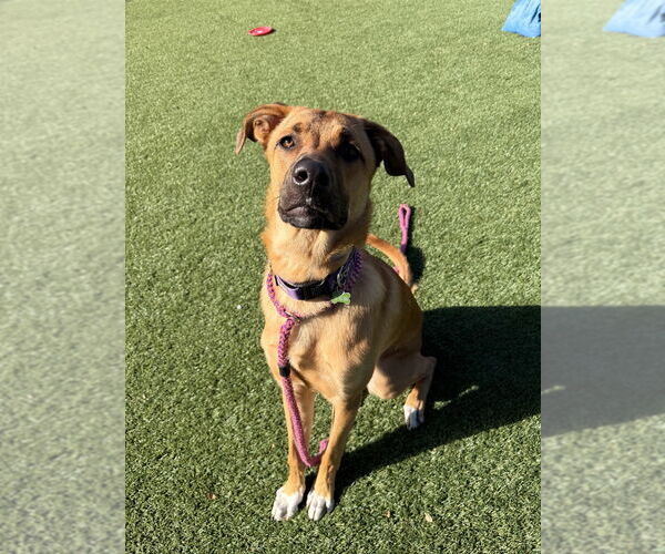 Medium Photo #6 Mutt Puppy For Sale in Salinas, CA, USA