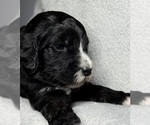 Small Photo #48 Goldendoodle Puppy For Sale in HOWARD CITY, MI, USA
