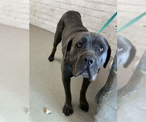 Mutt Dogs for adoption in San Bernardino, CA, USA