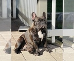 Small Photo #10 French Bulldog Puppy For Sale in Hollywood, FL, USA