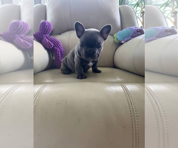 Medium Photo #4 French Bulldog Puppy For Sale in TREVOSE, PA, USA