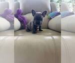 Small #3 French Bulldog