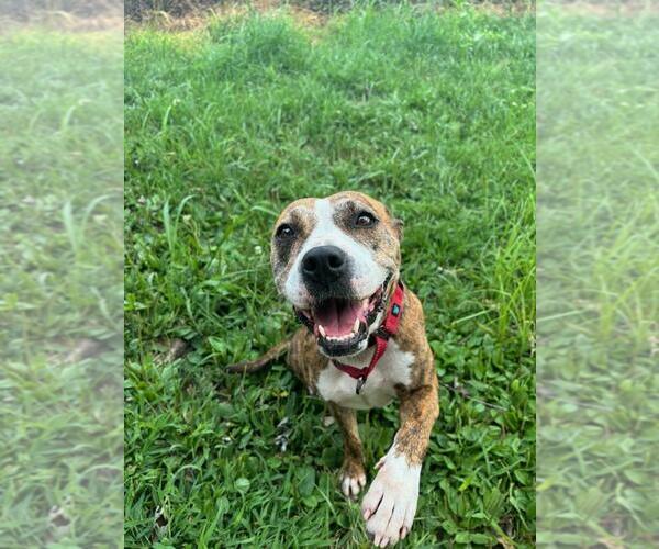 Medium Photo #1 American Staffordshire Terrier-Unknown Mix Puppy For Sale in DuQuoin, IL, USA