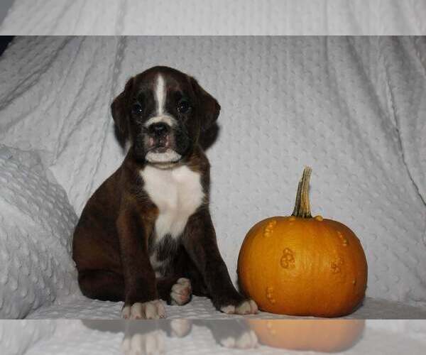 Medium Photo #5 Boxer Puppy For Sale in SHIPSHEWANA, IN, USA