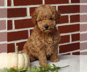 Labradoodle-Poodle (Miniature) Mix Puppy for sale in GORDONVILLE, PA, USA