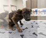 Small American Pit Bull Terrier