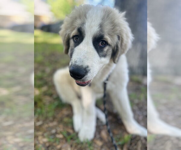 Medium Photo #4 Great Pyrenees Puppy For Sale in Spring, TX, USA