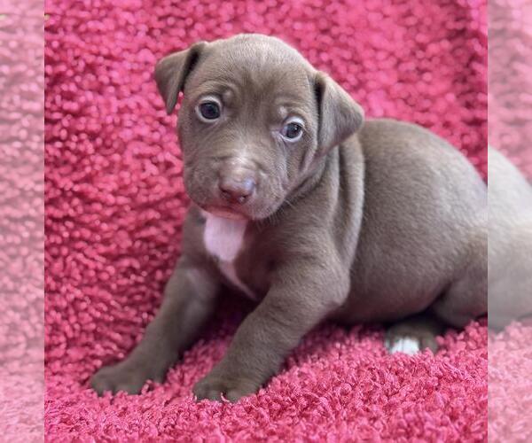Medium Photo #2 Colonial Cocker Spaniel-Unknown Mix Puppy For Sale in San Diego, CA, USA