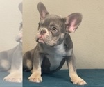 Small French Bulldog