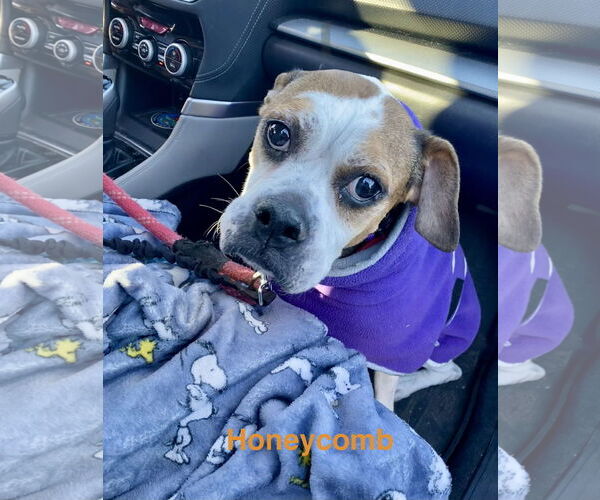 Medium Photo #3 Boxer Puppy For Sale in Dumont, NJ, USA