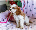 Small Photo #15 Cavapoo Puppy For Sale in WAKARUSA, IN, USA