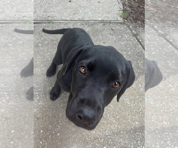 Medium Photo #8 Pointer-Rottweiler Mix Puppy For Sale in McKinney, TX, USA