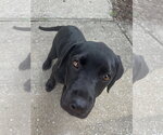 Small #7 Pointer-Rottweiler Mix