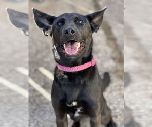 German Shepherd Dog-Unknown Mix Dogs for adoption in Houston, TX, USA