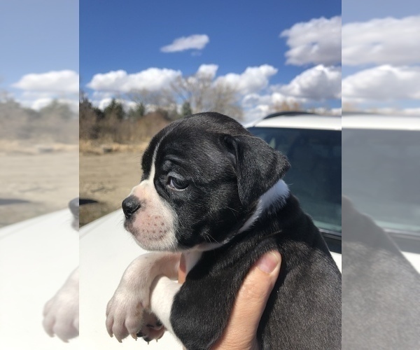 Medium Photo #7 Alapaha Blue Blood Bulldog Puppy For Sale in HARDIN, MT, USA