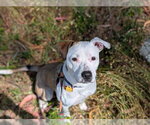 Small #2 American Pit Bull Terrier Mix