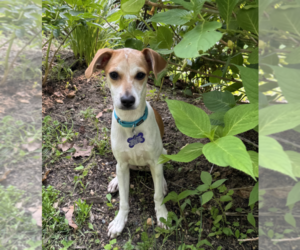 Medium Photo #9 Mutt Puppy For Sale in Oak Bluffs, MA, USA