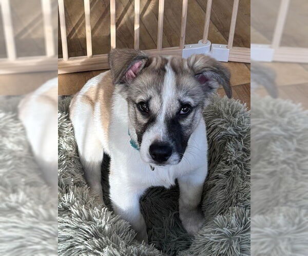 Medium Photo #5 Siberian Husky Puppy For Sale in Fort Wayne, IN, USA