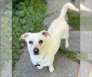 Chihuahua-Unknown Mix Dogs for adoption in Cranston, RI, USA