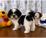 Small #8 Shih Tzu
