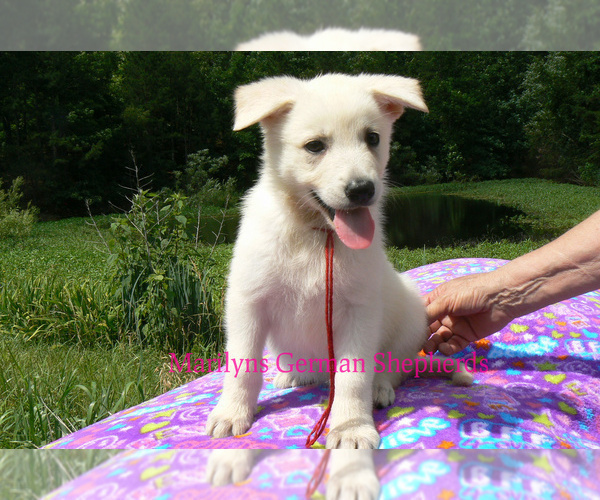 Medium Photo #5 German Shepherd Dog Puppy For Sale in PIEDMONT, MO, USA