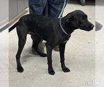 Small #1 Labrador Retriever Mix
