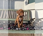 Small Photo #6 Rhodesian Ridgeback Puppy For Sale in CLOVIS, CA, USA