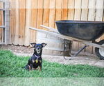 Small #6 Chihuahua