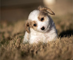 Small Photo #5 Cavachon-Poodle (Miniature) Mix Puppy For Sale in CEDAR PARK, TX, USA