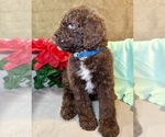 Small #1 Aussiedoodle