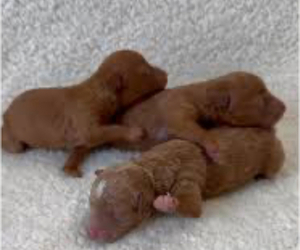 Poodle (Toy) Puppy for sale in MATTOON, IL, USA