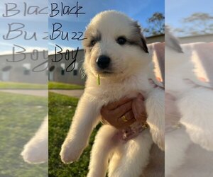 Great Pyrenees Puppy for sale in FRANKLINTON, LA, USA