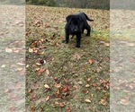 Small #12 German Shepherd Dog
