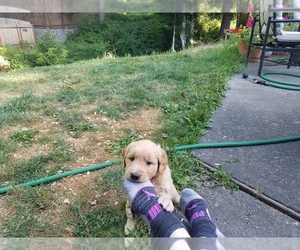 Golden Retriever Puppy for sale in TIGARD, OR, USA