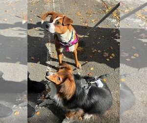 Kane - Male Australian Shepherd Dog for Adoption - Photo #4