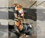Small Photo #4 Australian Shepherd Puppy For Sale in Oakhurst, NJ, USA