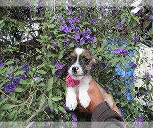 Silky Terrier-Unknown Mix Dogs for adoption in San Diego, CA, USA