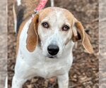 Small Photo #2 English Foxhound-Unknown Mix Puppy For Sale in Canton, CT, USA