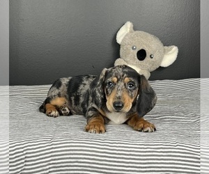 Dachshund Puppy for sale in INDIANAPOLIS, IN, USA