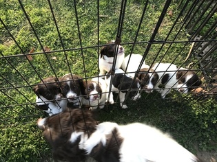 English Springer Spaniel Puppy for sale in LITTLE ROCK, AR, USA