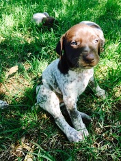 German Shorthaired Pointer Puppy for sale in FAYETTEVILLE, AR, USA