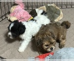 Small #2 Shih-Poo