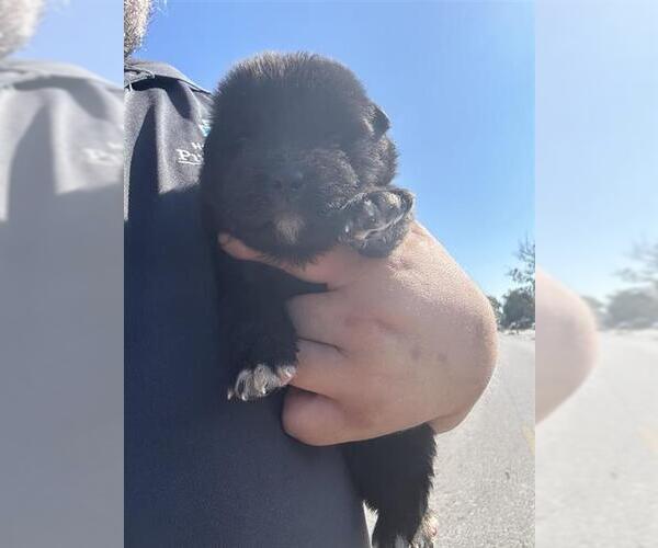 Medium Photo #1 Labrador Retriever-Unknown Mix Puppy For Sale in Houston, TX, USA